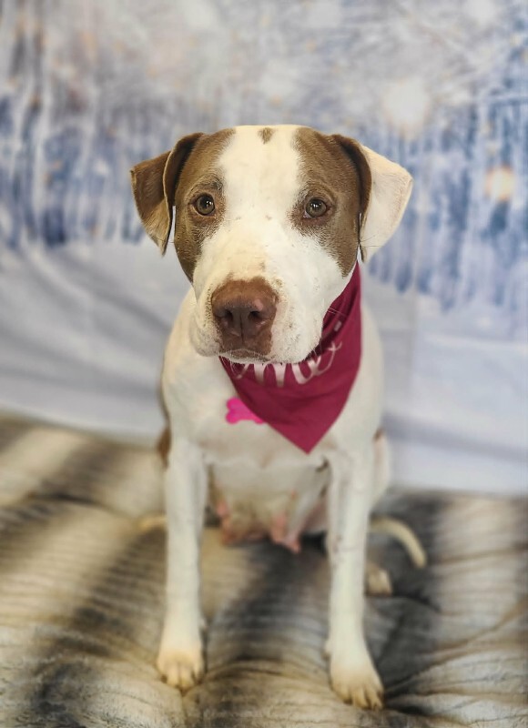 Picture of the Animal Listed